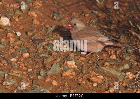 Trumpeter Finch (Rhodopechys Githaginea) im Feld Stockfoto