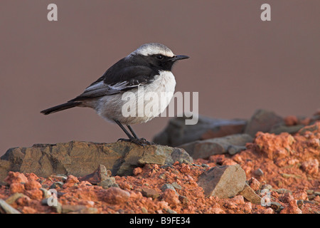 Nahaufnahme von roten Psephotus Steinschmätzer (Oenanthe Moesta) auf Stein Stockfoto