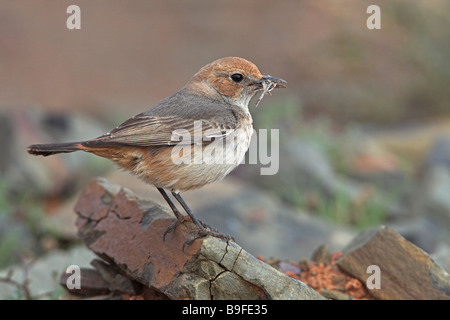 Nahaufnahme von roten Psephotus Steinschmätzer (Oenanthe Moesta) Vogel auf Stein Stockfoto