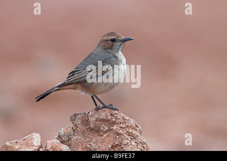 Nahaufnahme von roten Psephotus Steinschmätzer (Oenanthe Moesta) Vogel auf Stein Stockfoto