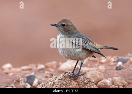 Nahaufnahme von roten Psephotus Steinschmätzer (Oenanthe Moesta) auf Stein Stockfoto