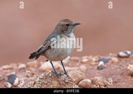 Nahaufnahme von roten Psephotus Steinschmätzer (Oenanthe Moesta) auf Stein Stockfoto