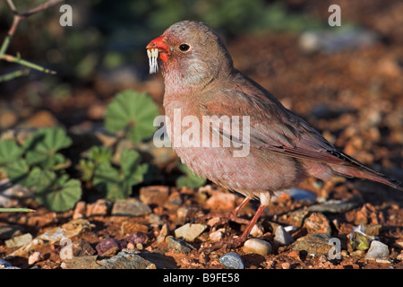 Nahaufnahme von Trumpeter Finch (Rhodopechys Githaginea) auf Kieselsteinen Stockfoto