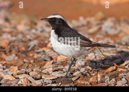 Nahaufnahme von Red rumped Steinschmätzer (Oenanthe Moesta) Vogel auf Kieselsteinen Stockfoto