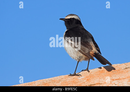 Nahaufnahme von roten Psephotus Steinschmätzer (Oenanthe Moesta) Vogel auf Stein Stockfoto