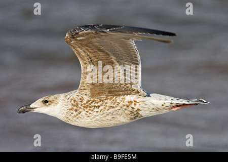 Nahaufnahme des großen Black-backed Gull (Larus Marinus) im Flug Stockfoto