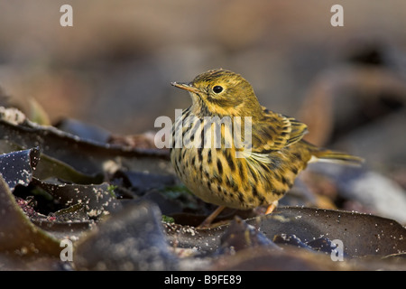 Nahaufnahme der Wiese Pieper (Anthus Pratensis) auf Blatt Stockfoto