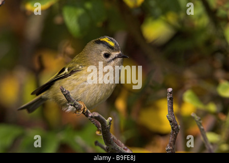 Nahaufnahme von Wintergoldhähnchen (Regulus Regulus) hocken auf Ast Stockfoto