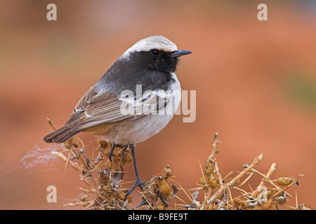 Nahaufnahme von roten Psephotus Steinschmätzer (Oenanthe Moesta) hocken auf bush Stockfoto