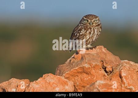 Nahaufnahme der Steinkauz (Athene Noctua) auf Stein Stockfoto