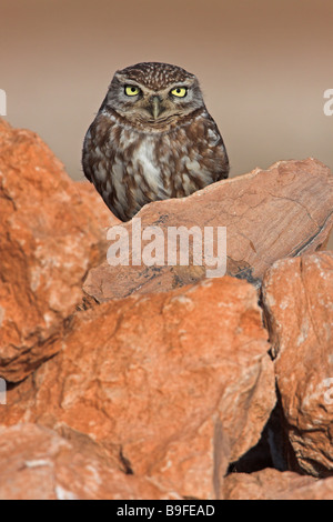 Nahaufnahme der Steinkauz (Athene Noctua) auf Stein Stockfoto