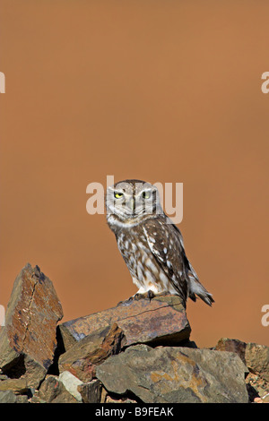 Nahaufnahme der Steinkauz (Athene Noctua) auf Stein Stockfoto