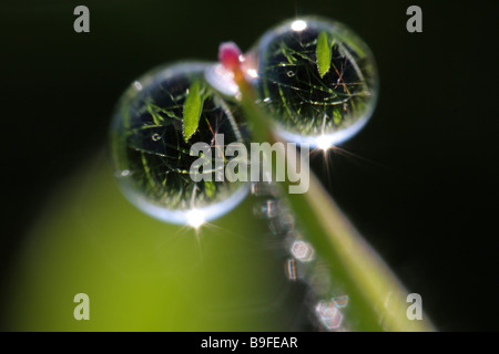 Nahaufnahme von Wassertropfen auf Grashalm Stockfoto