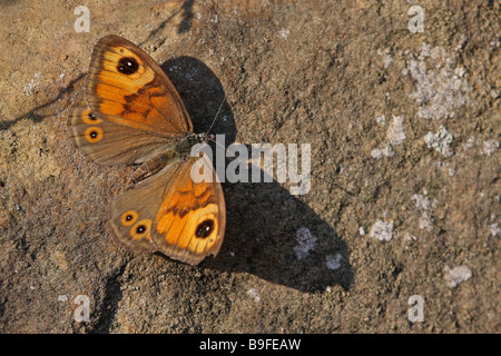 Nahaufnahme der Wand (Lasiommata Megera) Schmetterling auf Stein Stockfoto