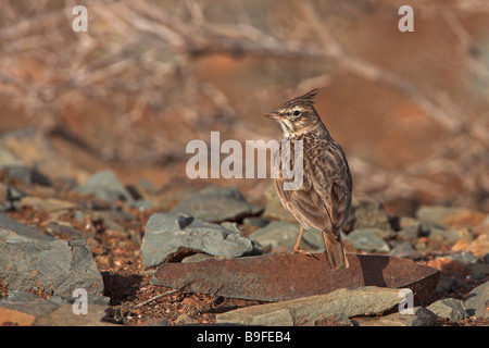 Nahaufnahme von Thekla Lerche (Galerida Theklae) Vogel auf Stein Stockfoto