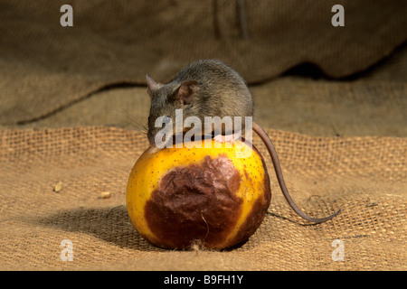 Hausmaus (Mus Musculus) sitzen auf faulenden Apfel Stockfoto