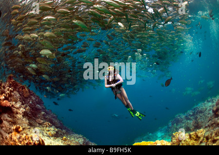 Eine Tauchen Mädchen im Bikini posiert unter wirbelnden Bigeye Trevally Makrelen in den warmen Gewässern auf Barracuda Point, Sipadan. Stockfoto