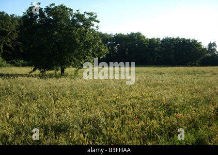 Ein Feld mit einem einzigen Baum und roter Klatschmohn wächst in der Toskana Italien Stockfoto