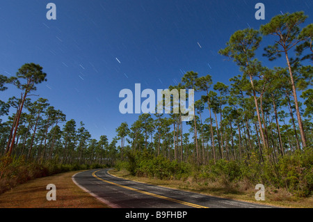 Zeit der Exposition unter Vollmond fängt Sternspuren über Schrägstrich Wald in langen Kiefer Bereich Florida Everglades Nationalpark Stockfoto