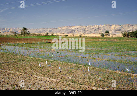 Paddy Reisfelder der westlichen Wüste Oase in Ägypten, mit weißen Vögel füttern und Wüste Berge im Hintergrund Stockfoto