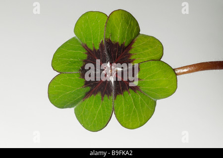 Studio Bild, Blatt, gute Lucky Leaf, Lucky Clover (Oxalis Deppei, Oxalis Tetraphylla) Stockfoto