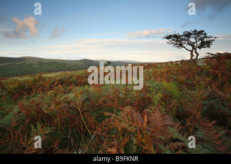 Blick vom Combestone über Dart-Tal im Sommer, Dartmoor, Devon, England, UK Stockfoto