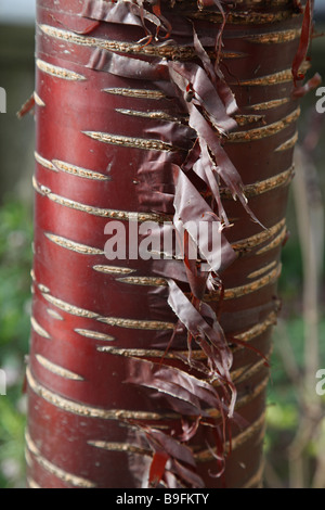 dekorative Rinde des Baumes Prunus serrula Stockfoto