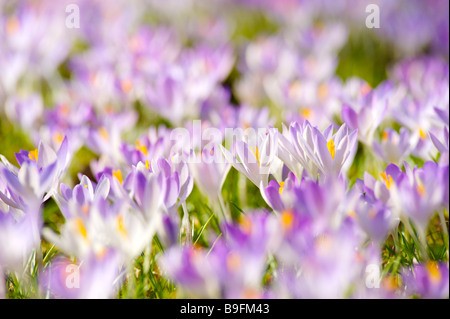 Waldboden bedeckt mit Krokusse München Bayern Deutschland Europa Stockfoto