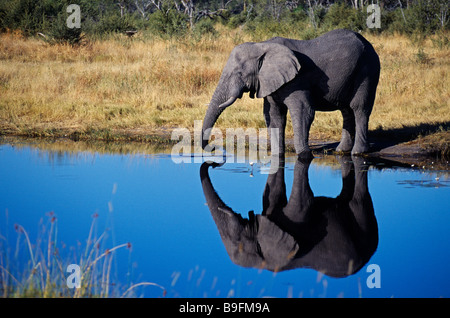 Botswana Okavangodelta, Moremi Game Reserve. Elefantenbulle (Loxodonta Africana) in den Gewässern des Flusses Khwai trinken. Stockfoto