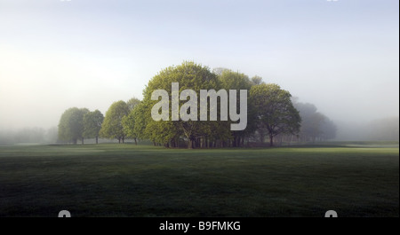 Stand der Bäume im Nebel am frühen Morgen. Stockfoto