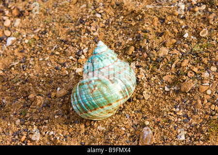 Leuchtend grüne Muscheln auf sand Stockfoto