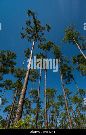 Zeit der Exposition unter Vollmond fängt Sternspuren über Schrägstrich Wald in langen Kiefer Bereich Florida Everglades Nationalpark Stockfoto