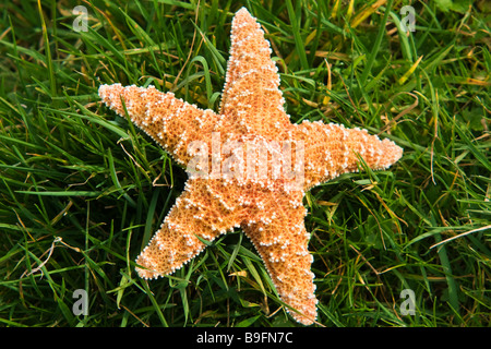 Seestern auf Rasen - Draufsicht Stockfoto