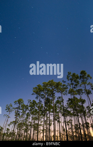 Zeit der Exposition unter Vollmond fängt Sternspuren über Schrägstrich Wald in langen Kiefer Bereich Florida Everglades Nationalpark Stockfoto