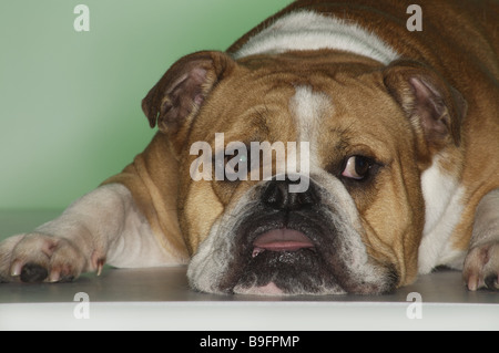 Lügen Hund englische Bulldogge Seitenblick Porträt Tiere Säugetiere Haustiere Haus-Hund Rasse Rasse-Hund Schmerzen-Zucht Bulldogs bulldog Stockfoto