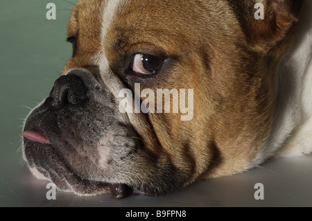 Dog Haus-Hund englische Bulldogge skeptisch Seite-Porträt Tiere Säugetiere Haustiere Rasse Rasse-Hund Schmerzen-Zucht Bulldogs bulldog Stockfoto