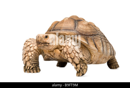 Afrikaner trieb Schildkröte auch bekannt als afrikanischer Sporn Oberschenkel Schildkröte Geochelone Sulcata vor einem weißen Hintergrund Stockfoto