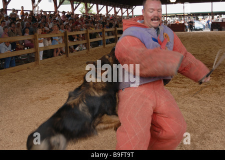 Polizeihund von K9 Einheit veranschaulicht, wie einen Verbrecher im Dutchess County Fair in Rhinebeck, New York zu stoppen Stockfoto