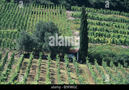 Hermitage Reben oder Weinberge & Zypresse, Ardèche, Tournon-Sur-Rhône, Rhône-Tal, Frankreich Stockfoto