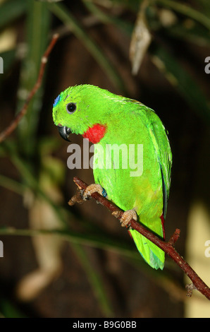 AST blau gekrönt hängen Papagei Loriculus Galgulus Tiere Vogel Papagei Gefieder Ringe Gefieder bunt bunt grün Stockfoto