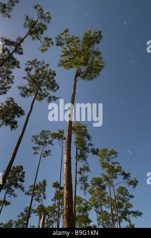 Zeit der Exposition unter Vollmond fängt Sternspuren über Schrägstrich Wald in langen Kiefer Bereich Florida Everglades Nationalpark Stockfoto