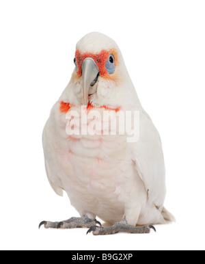 Lange abgerechnet Corella Cacatua Tenuirostris vor einem weißen Hintergrund sehen er ähnlich im Aussehen an die Nacktaugenkakadu und Stockfoto