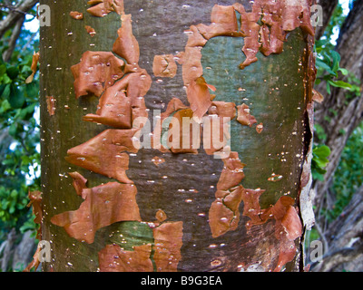 Gumbo Limbo Baumrinde schält in papierartigen Blätter Florida Everglades Nationalpark Stockfoto