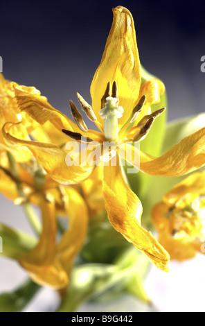 Tulpe-Bouquet Detail Blüte, die gelbe Widerrist Nahaufnahme Vergänglichkeit Widerrist verwelkt Tulpia Flora Natur Pflanze schlaff Symbolblume Stockfoto