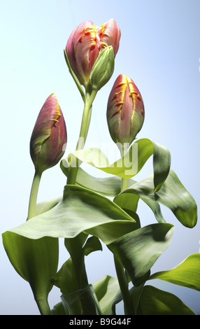 Papagei-Tulpen blühen Nahaufnahme geschlossene Tulpen Tulpia rot gelb Hintergrund hellblau Flora gelb-rot rot-gelb Pflanzen Blätter Stockfoto