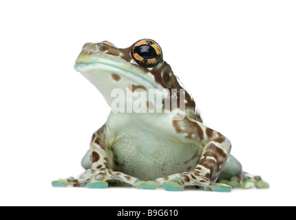 Amazon Milch Frosch Trachycephalus Resinifictrix vor einem weißen Hintergrund Stockfoto
