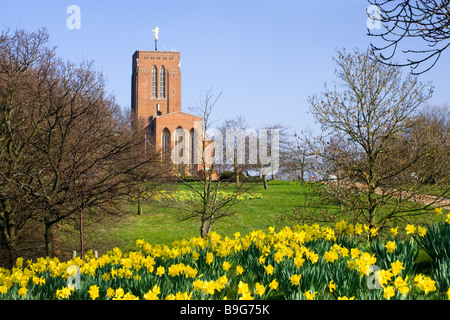 Guildford Kathedrale und Narzissen, Surrey, UK Stockfoto