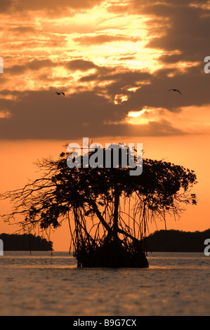 Paarung zweier Fisch essen Fischadler sind in der Regel junge in riesigen Nest auf Mangroven-Baum Florida Florida Bay Everglades Nationalpark Stockfoto