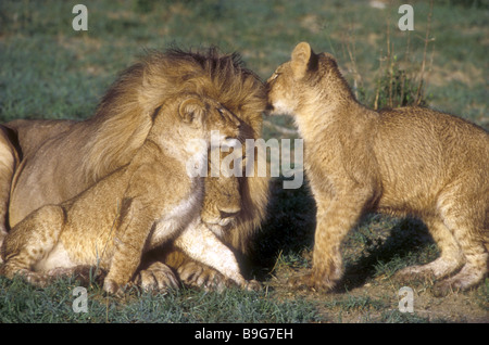 Zwei Löwenbabys liebevoll reibt den Kopf von der Senior stolz männlichen Masai Mara National Reserve Kenia in Ostafrika Stockfoto