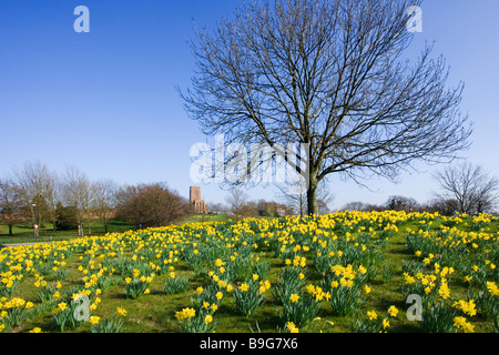 Guildford Kathedrale und Narzissen, Surrey, UK Stockfoto